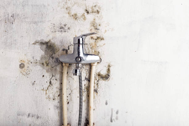 Best Professional Mold Removal  in Lake Delta, NY