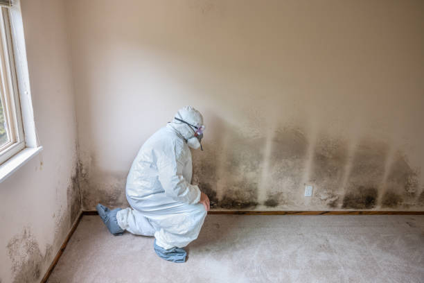Mold Testing and Removal in Lake Delta, NY